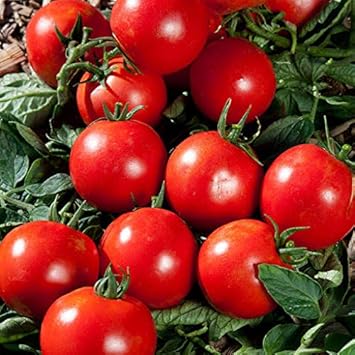 Red Tomato Solanum lycopersicum for planting in home garden